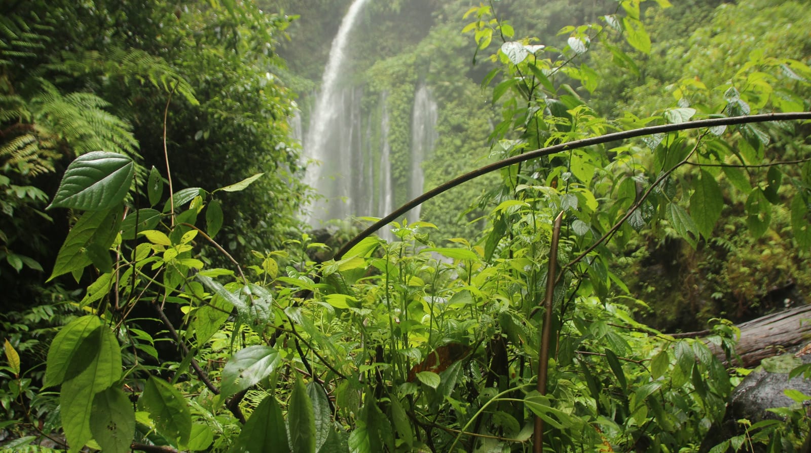 Corcovado national park